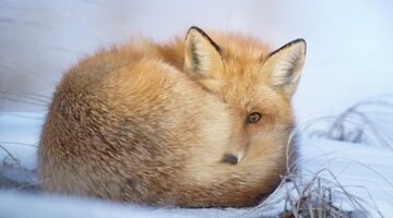 Příroda pod peřinou