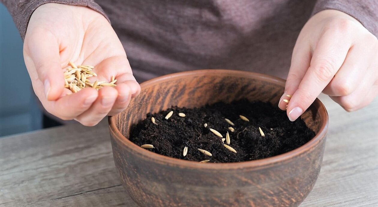 Školní projekt - sázení oseníčka